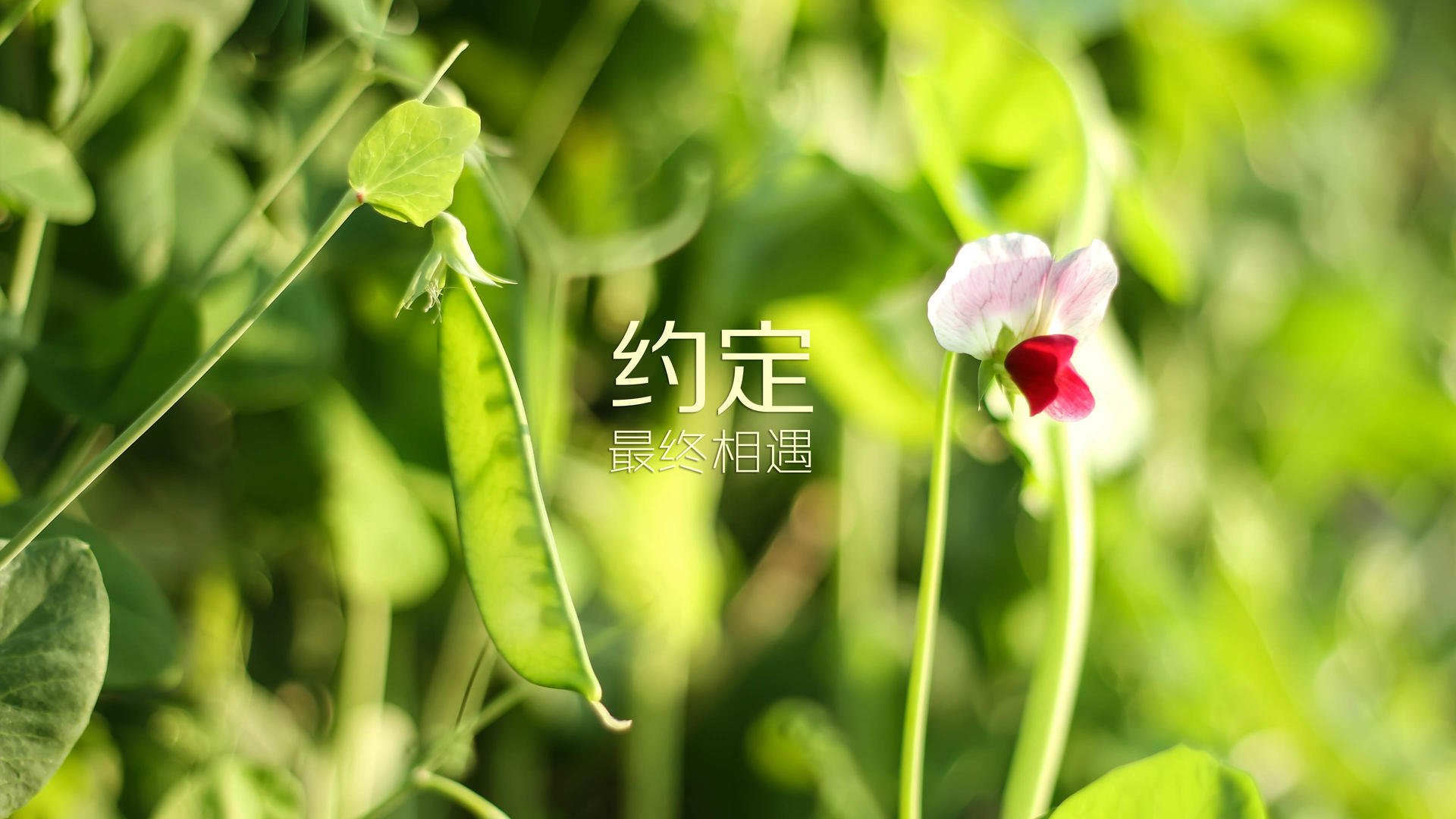 Kaiyun官方登录入口-切尔西女足球员签约续约消息，切尔西女足球员签约续约消息最新