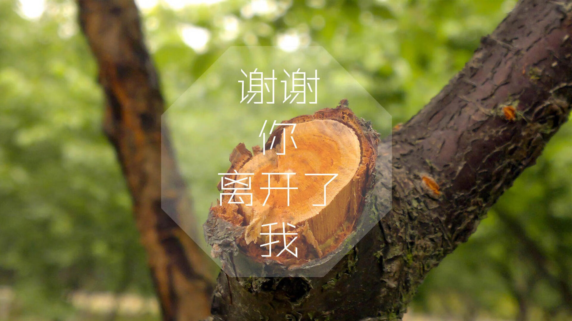 开云官网-瑞典选手 Ztr 在国际赛事中崭露头角，wrc瑞典站